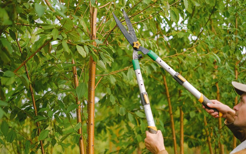 Tree trimming in Duenweg, MO